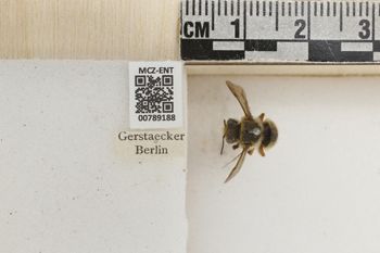 Media type: image;   Entomology 789188 Aspect: Labels